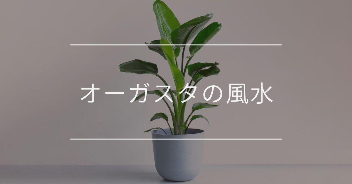 オーガスタの風水｜置き場所と方角について | 観葉植物・お花の通販