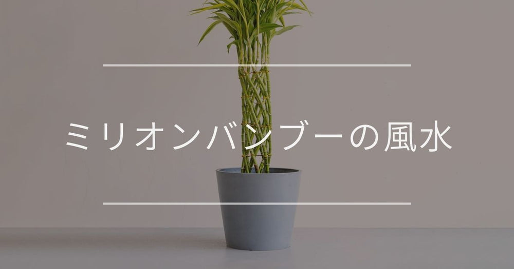 ミリオンバンブーの風水/花言葉｜置き場所と方角について