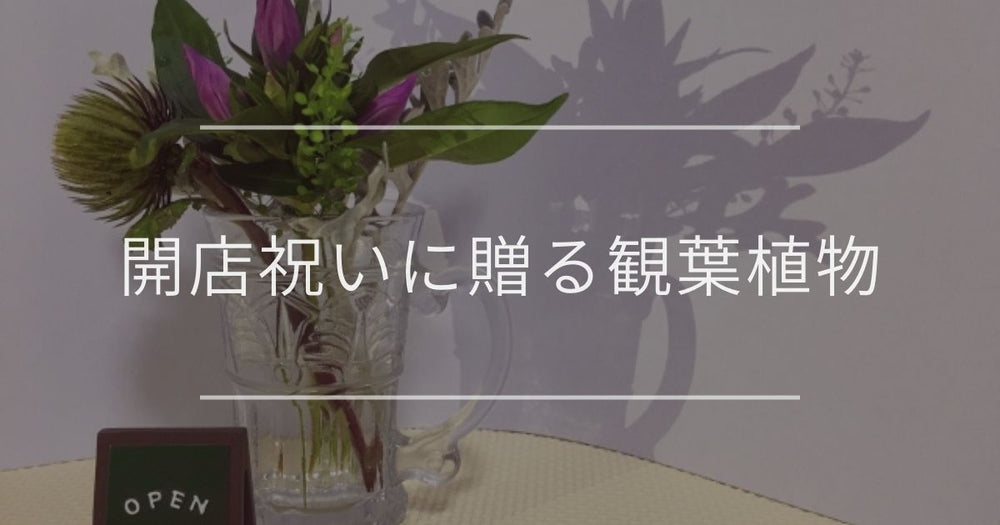 開店祝いで失敗しないおすすめの観葉植物｜成功を祝う選び方やマナー