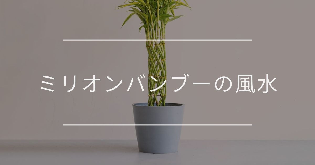 ミリオンバンブーご確認用 ミリオンバンブーの育て方 | 観葉植物・お花の通販 AND PLANTS (アンド