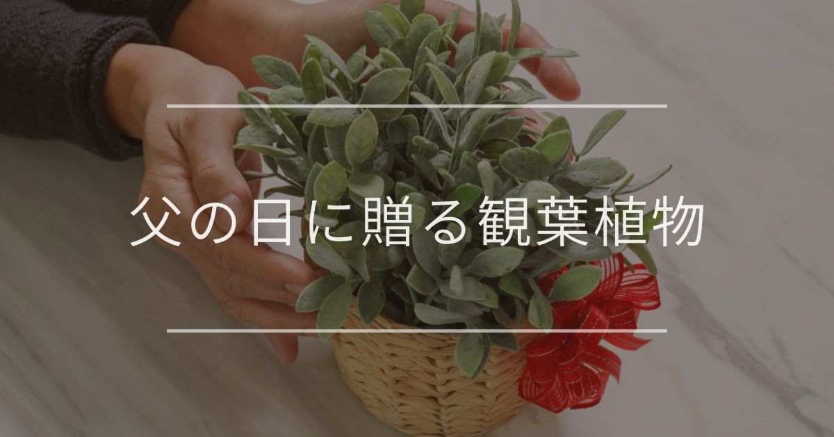 父の日に贈る観葉植物