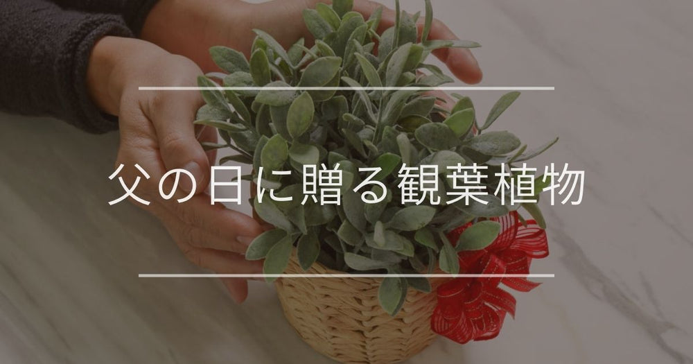 父の日に贈るおすすめの観葉植物と選び方を解説