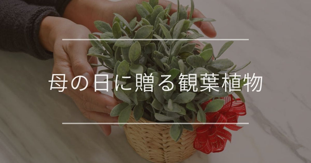 母の日に贈るおすすめの観葉植物と選び方を解説