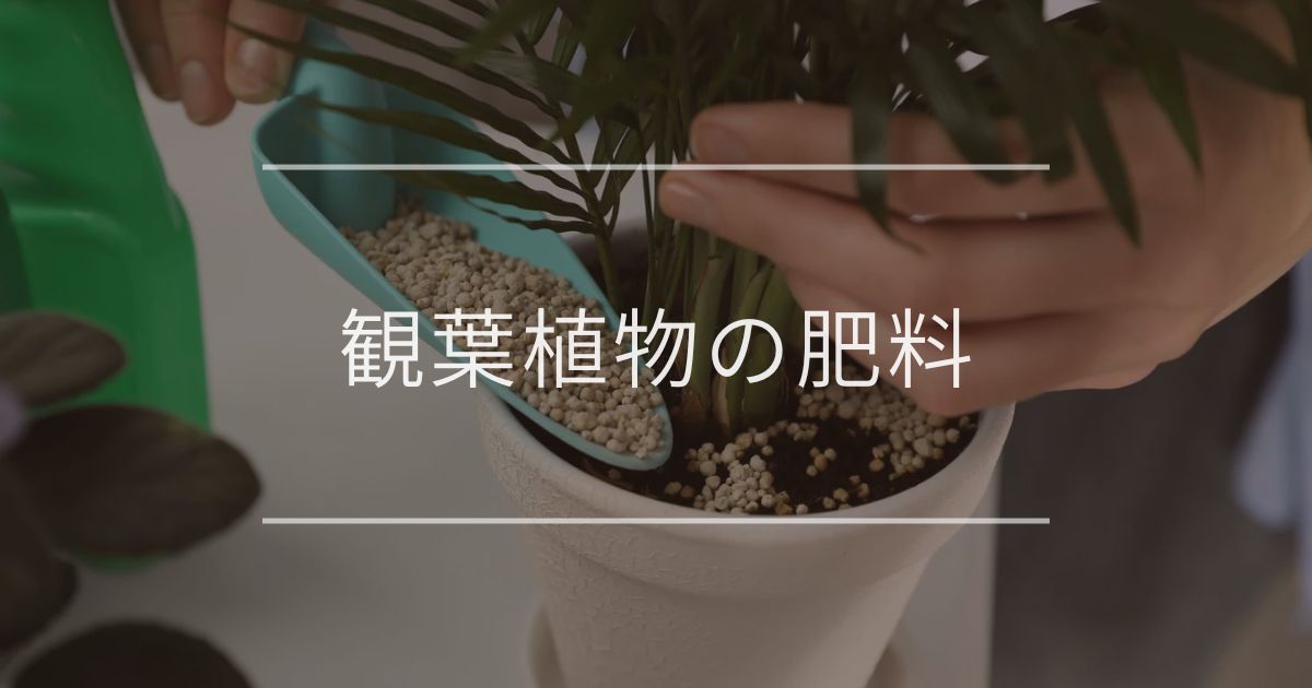観葉植物の肥料｜おすすめの種類と使い方について