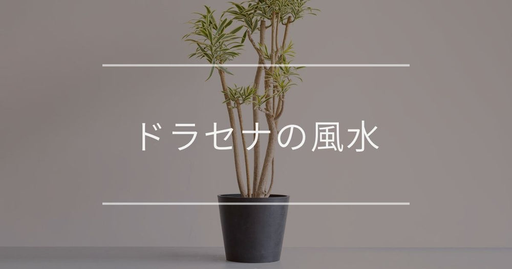 ドラセナ（幸福の木）の風水/花言葉｜置き場所と方角について