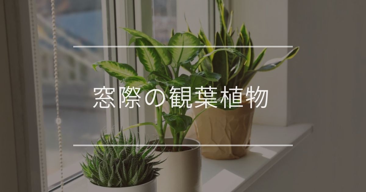 窓際の観葉植物｜おすすめや育て方を紹介