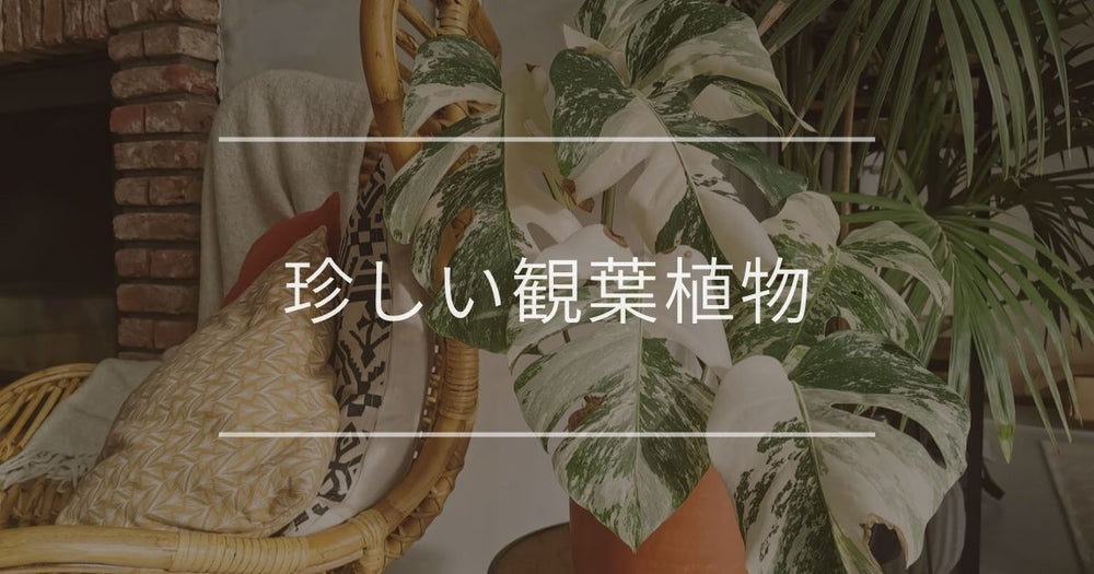 珍しい観葉植物｜育てやすい種類や一品ものについて