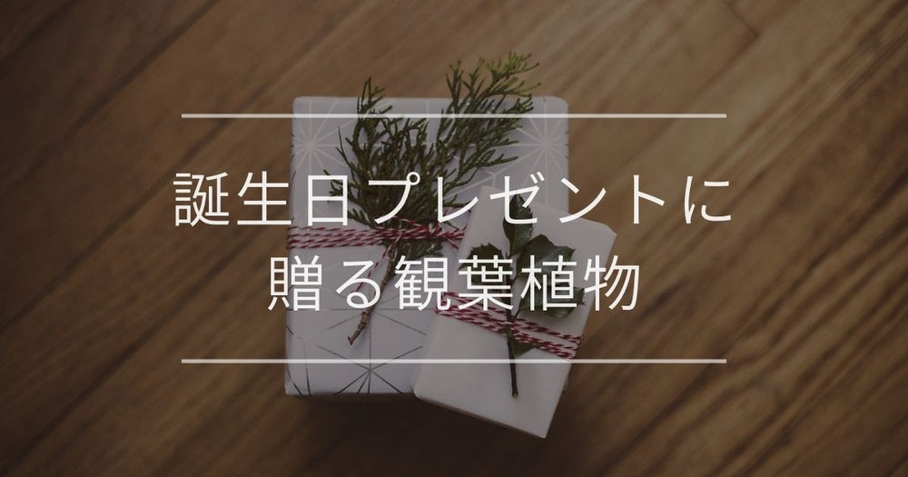 誕生日プレゼントに贈る観葉植物｜男女別のおすすめを紹介