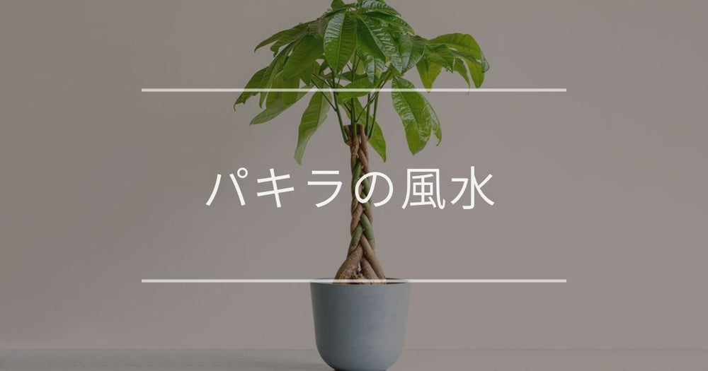 パキラの風水で金運も仕事運も上昇！最強の置き場所・方角やNG行動