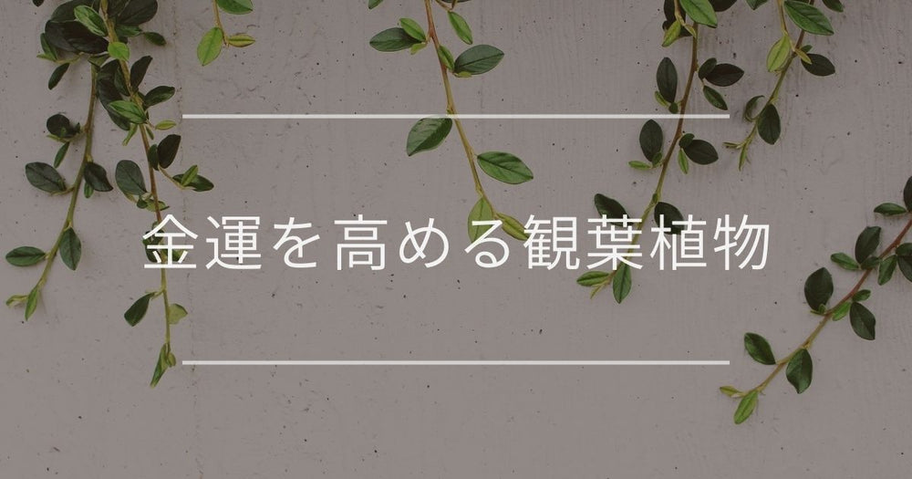 金運を高める観葉植物｜おすすめと置き場所・方角について