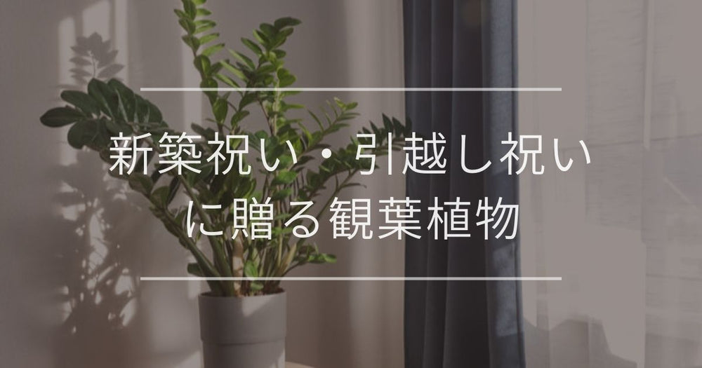 新築祝い・引越し祝いに贈る観葉植物｜おすすめと選び方