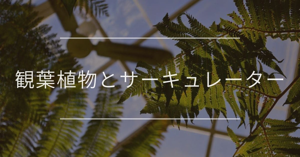 観葉植物とサーキュレーター｜必要性や使い方について