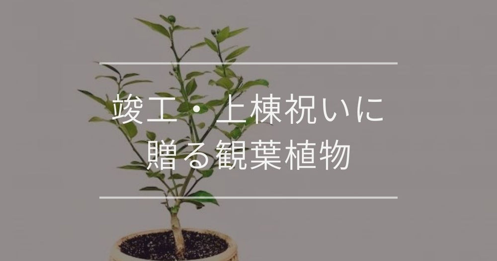 竣工・上棟（新社屋落成）祝いに贈る観葉植物｜選び方やおすすめについて