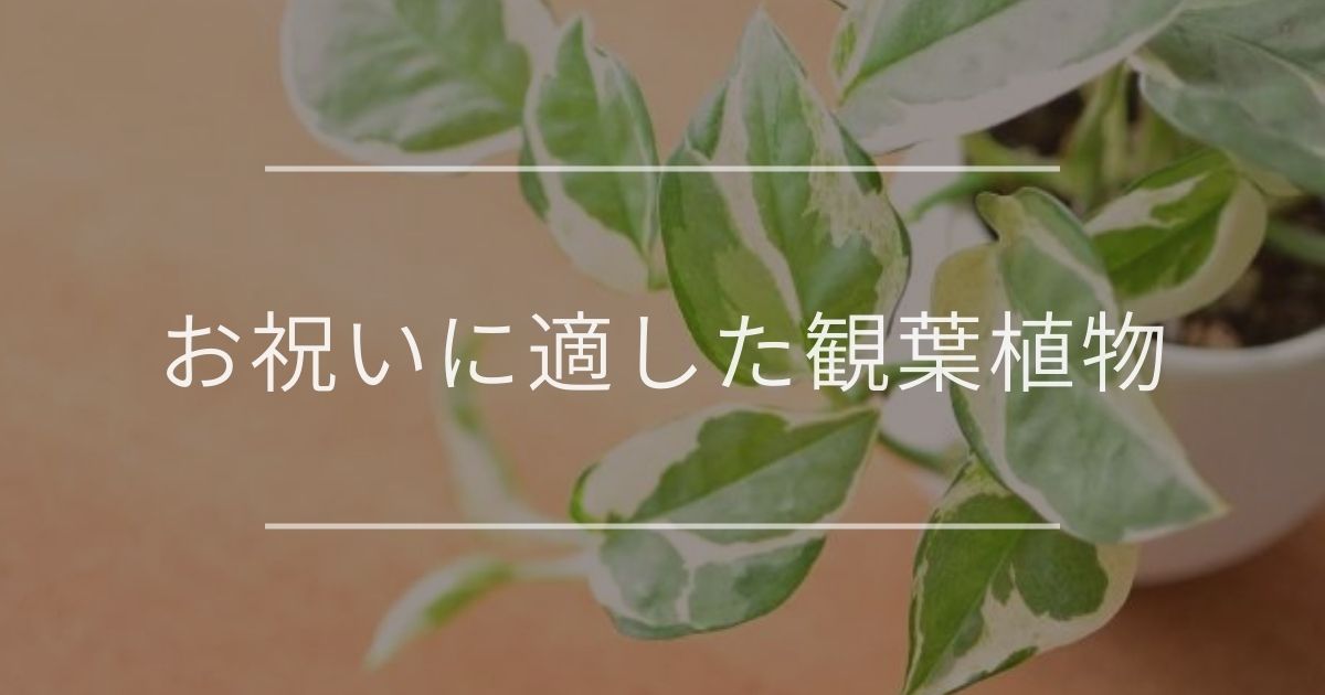 お祝いに適した観葉植物