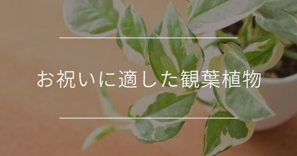 特別なお祝いにピッタリの観葉植物｜ハズさない選び方やマナー