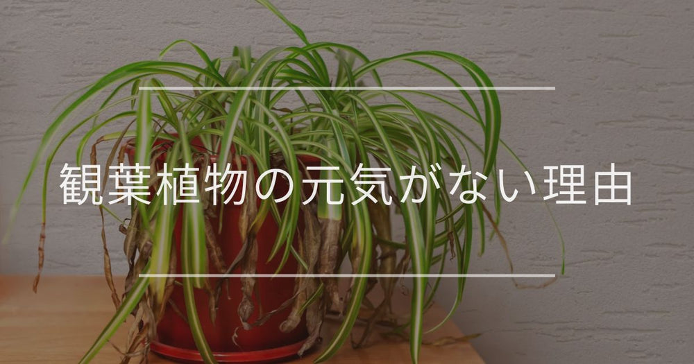 観葉植物の元気がない理由｜原因と対処法