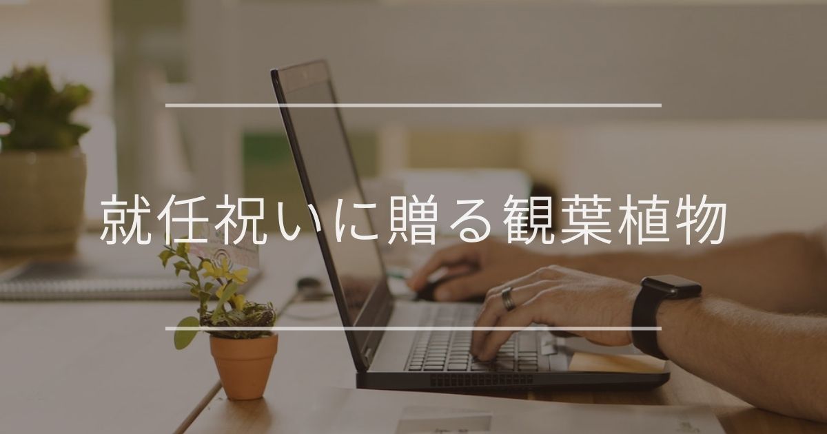 就任祝いに人気の観葉植物