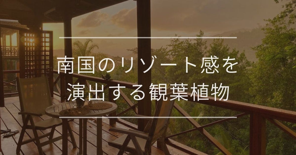 南国のリゾート感を演出する観葉植物｜おすすめとコーディネート例