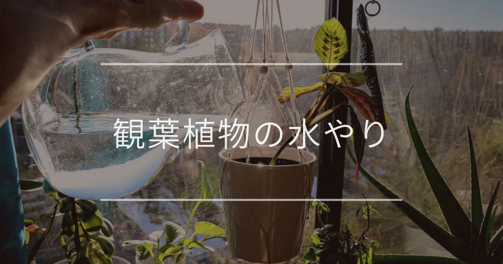 観葉植物の水やり｜タイミングや頻度について