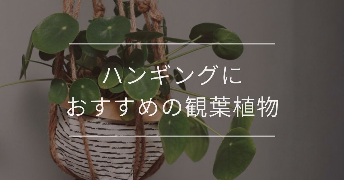 ハンギングにおすすめの観葉植物