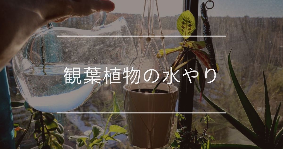 観葉植物の水やり|タイミングや頻度について | 観葉植物の通販 AND PLANTS (アンドプランツ)