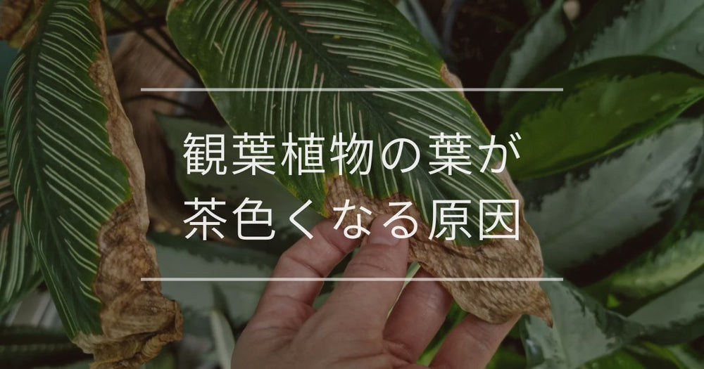 観葉植物の葉が茶色くなる原因｜対処法と予防法