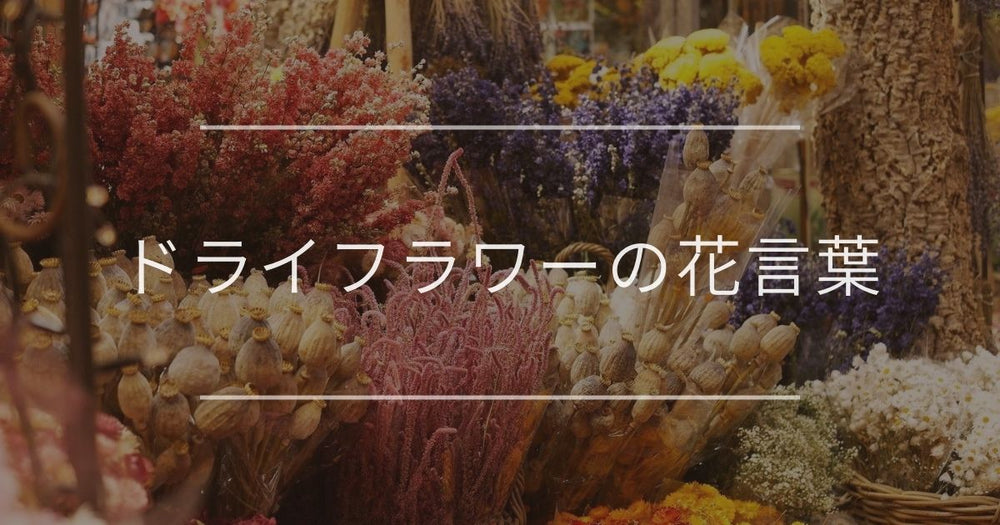 ドライフラワーの花言葉｜おすすめの意味と飾り方