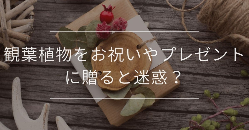 観葉植物をお祝いやプレゼントに贈ると迷惑なの？