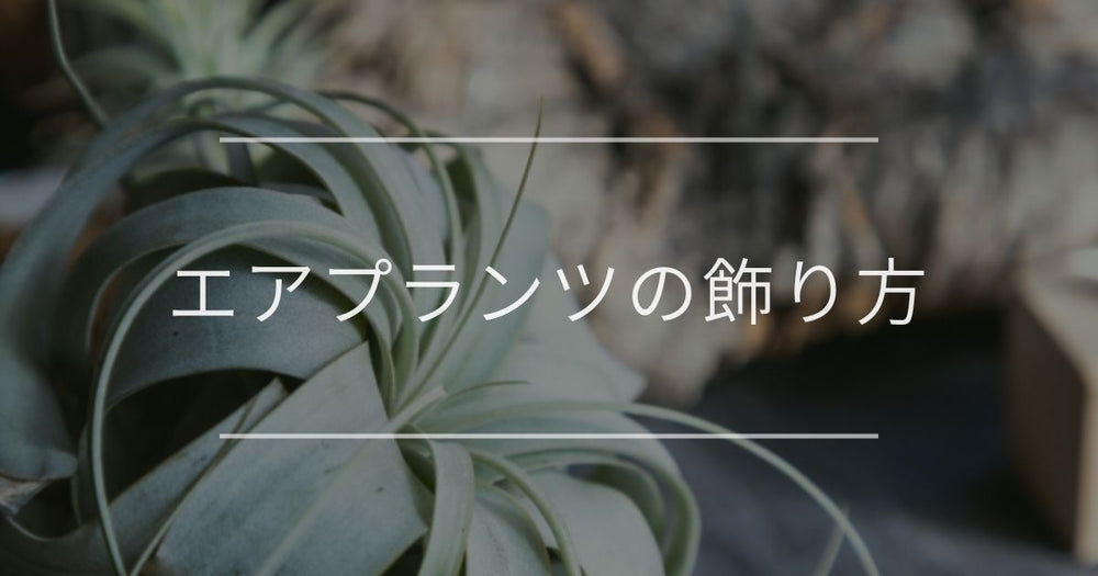 エアプランツの飾り方｜おしゃれな吊るし方やインテリア例について