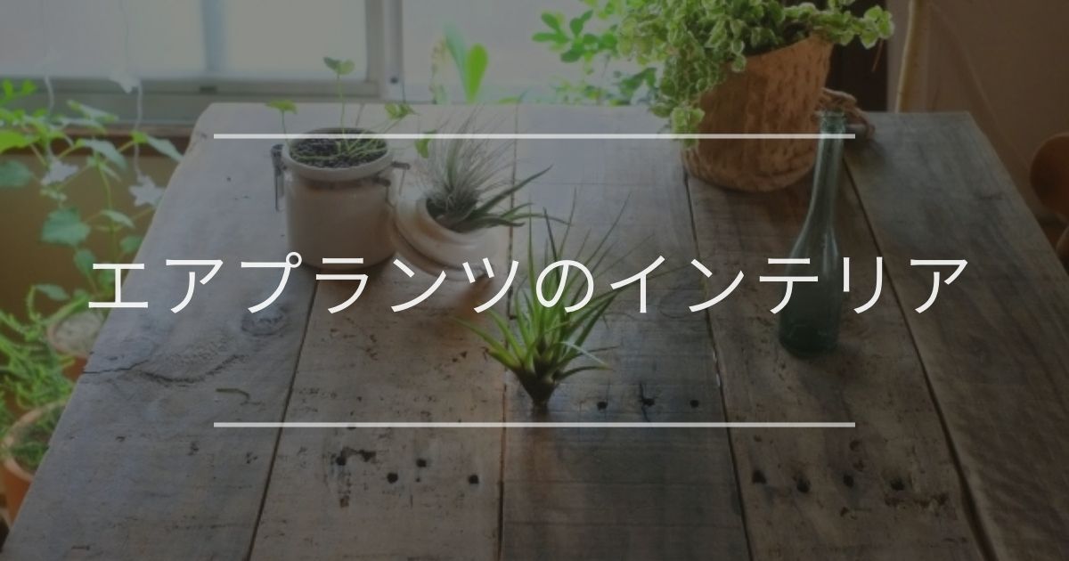 エアプランツのインテリア