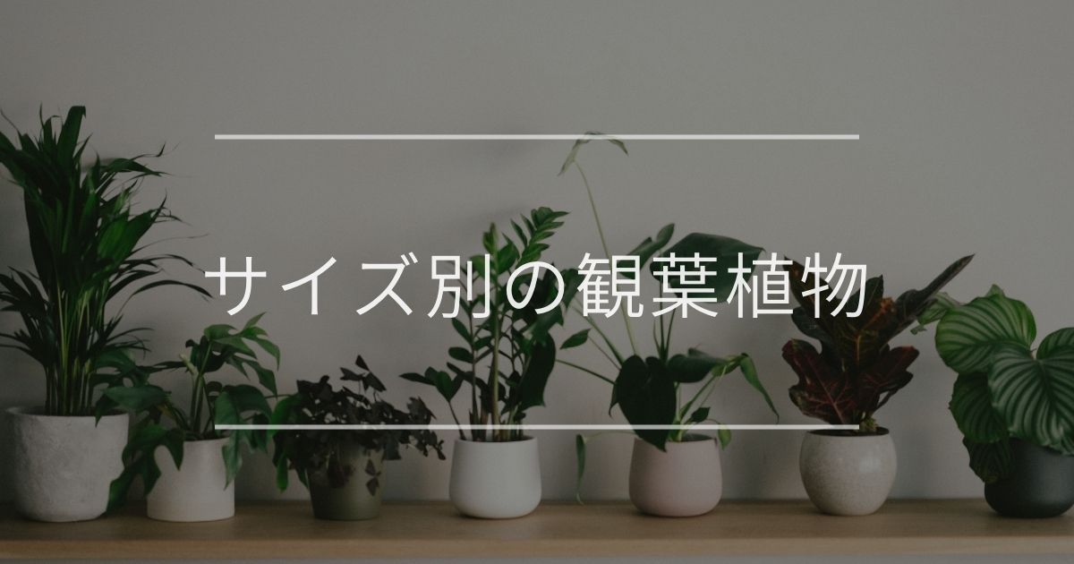 サイズ別の観葉植物
