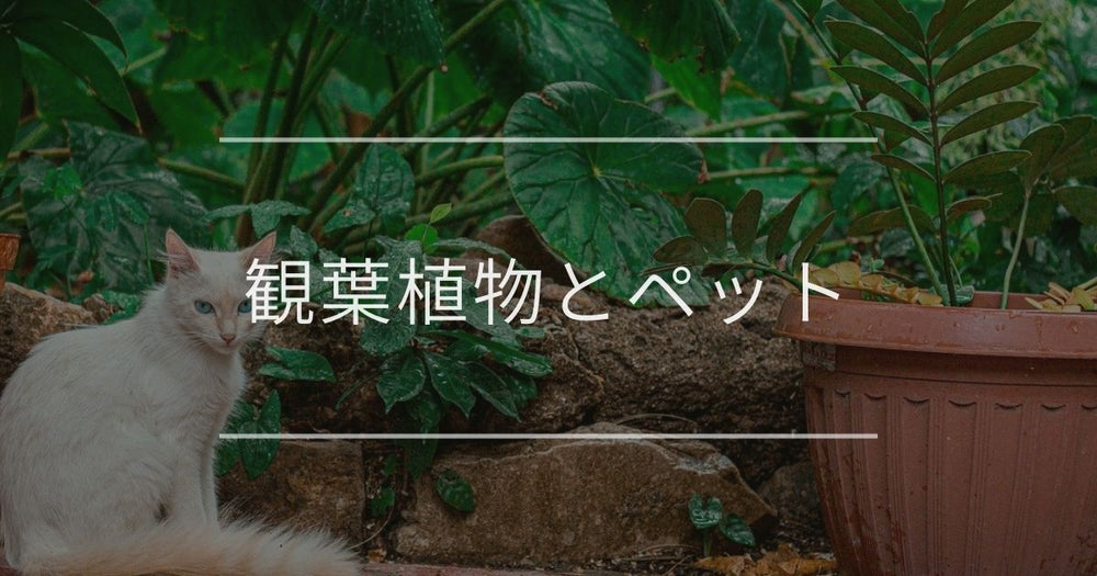 観葉植物とペット｜安全・有害な種類や対策について