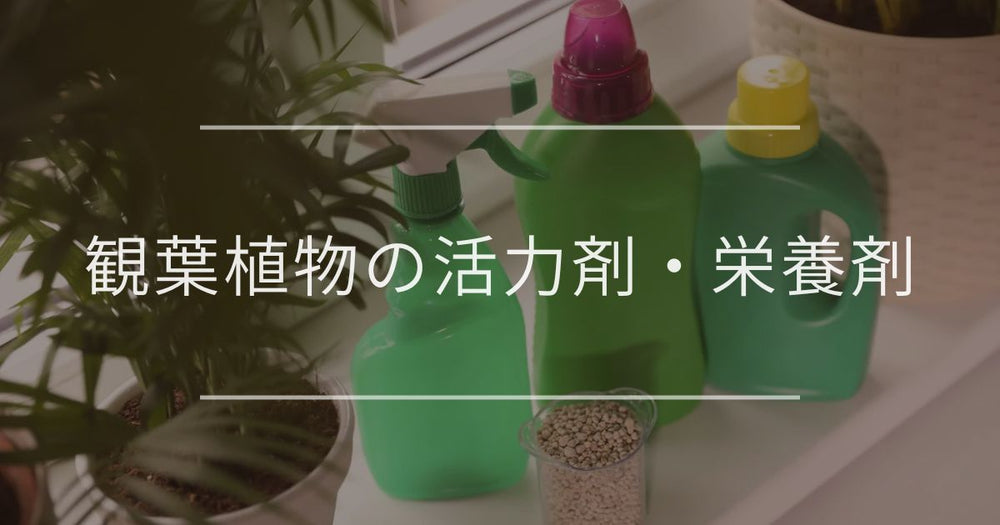 観葉植物の活力剤・栄養剤｜タイミングと使い方