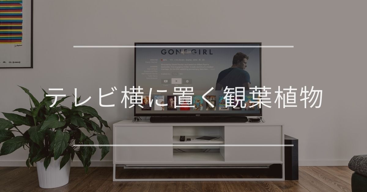 テレビ横に置く観葉植物