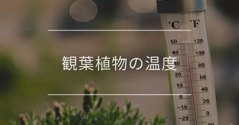 観葉植物の温度｜適温や調節方法について