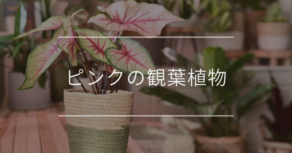 ピンクの観葉植物｜おすすめと飾り方のコツについて