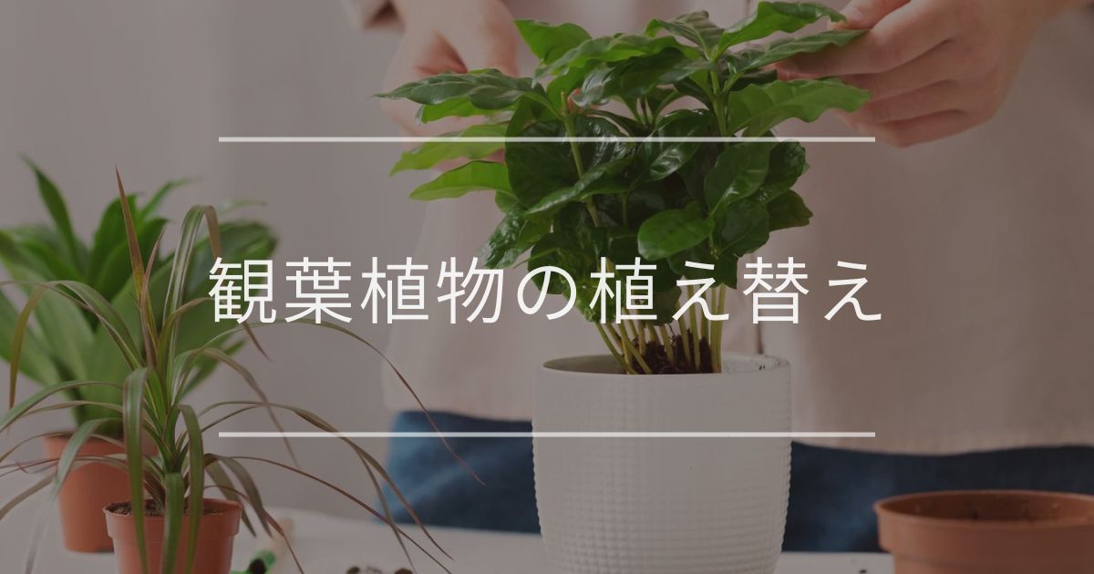 観葉植物の植え替え