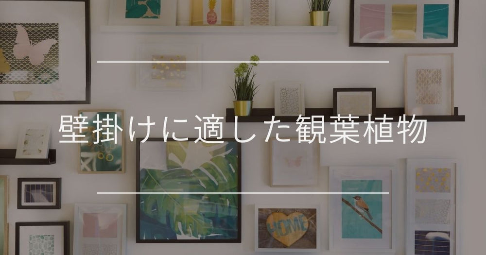 壁掛けに適した観葉植物｜飾り方・選び方・インテリア例