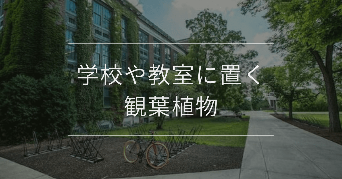 学校や教室に置く観葉植物