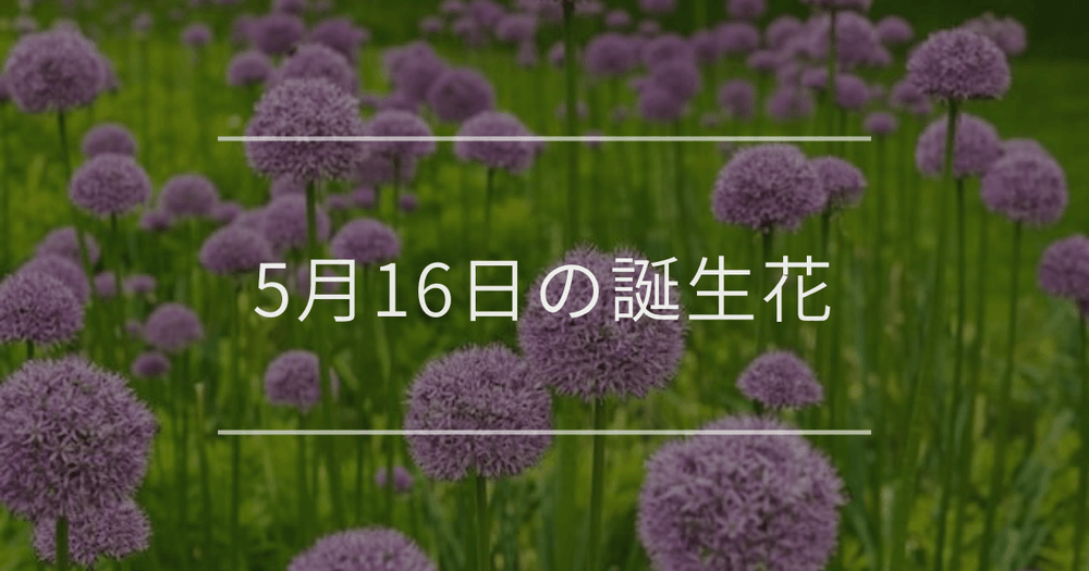 5月16日の誕生花：アリウム・イキシアの花言葉など