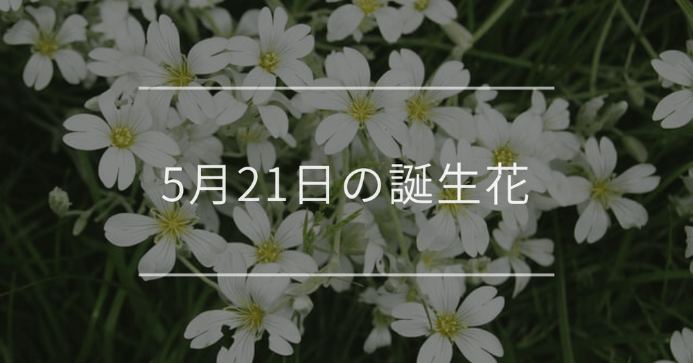 5月21日の誕生花：カスミソウ・ラークスパーの花言葉など
