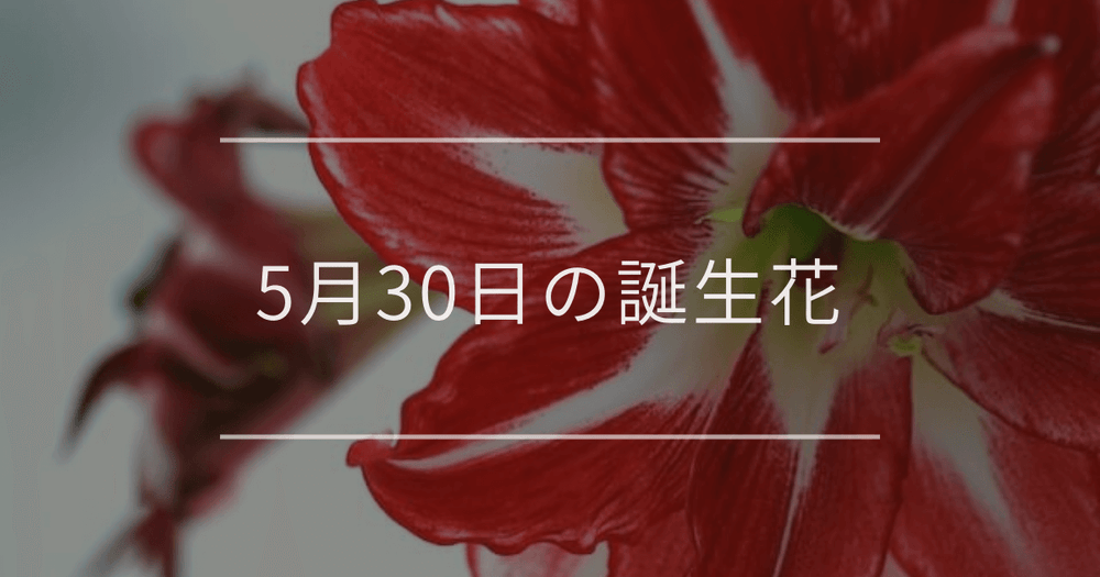 5月30日の誕生花：アマリリス・ペラルゴニウムの花言葉など