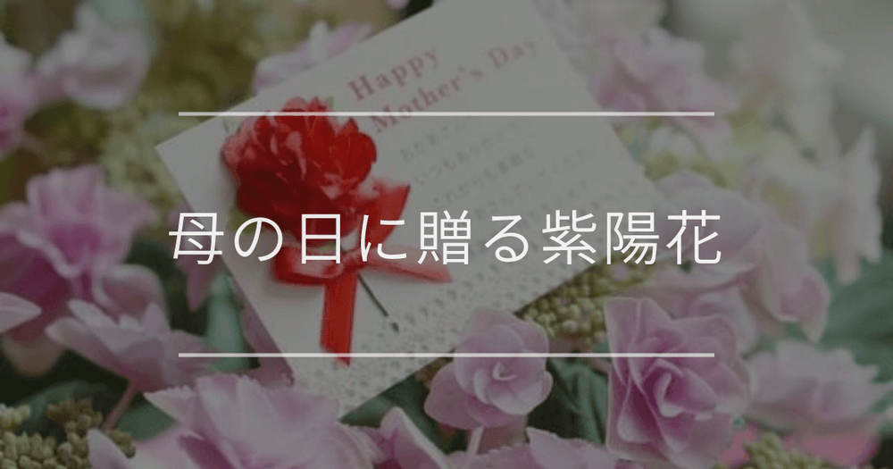 母の日に贈る紫陽花｜おすすめと選び方