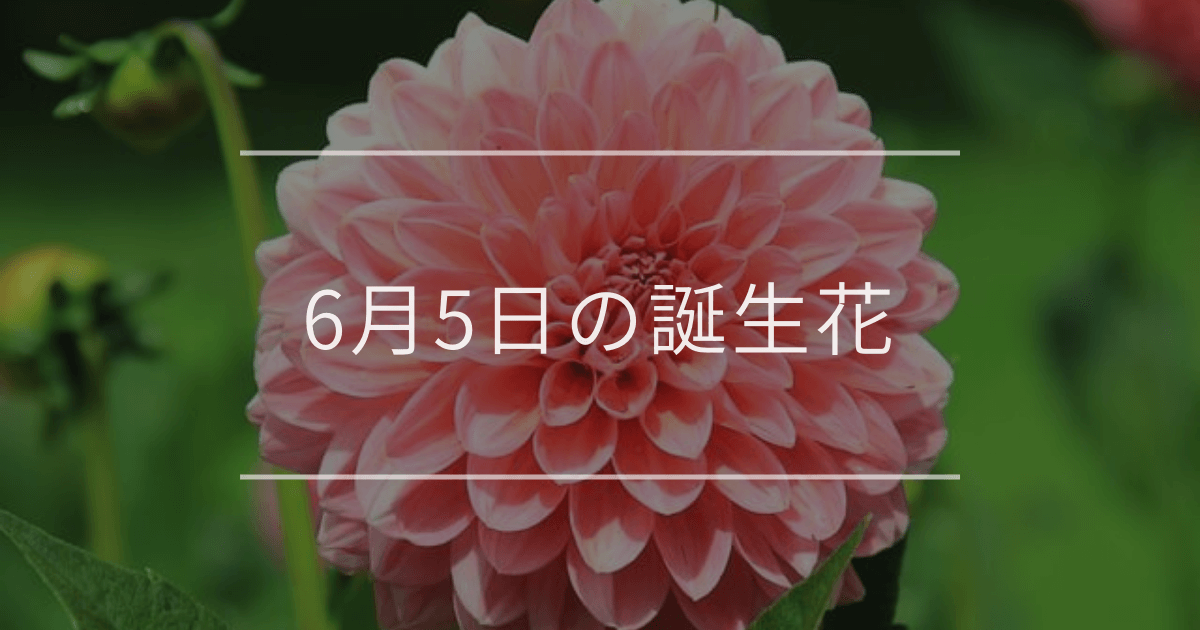 6月5日の誕生花：ダリア・マリーゴールドの花言葉など | 観葉植物