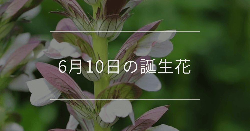 6月10日の誕生花：アカンサス・ビジョナデシコ(美女撫子)の花言葉など