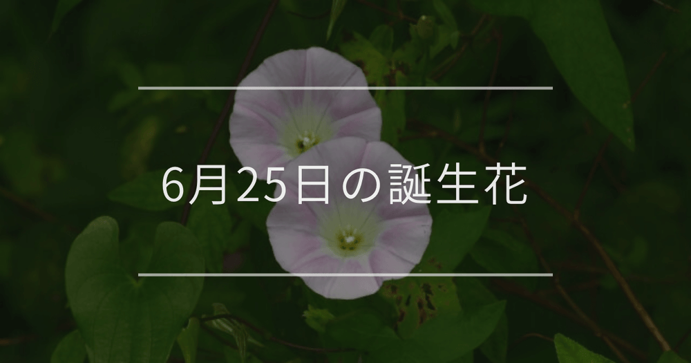 6月25日の誕生花：ヒルガオ・モントブレチアの花言葉