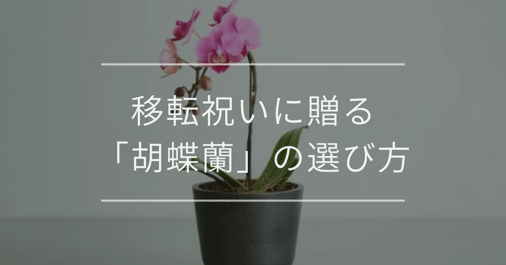 移転祝いに贈る胡蝶蘭｜マナーや胡蝶蘭以外のおすすめについて