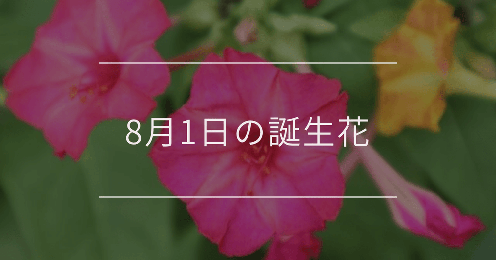 8月1日の誕生花：オシロイバナ・ガーベラの花言葉など