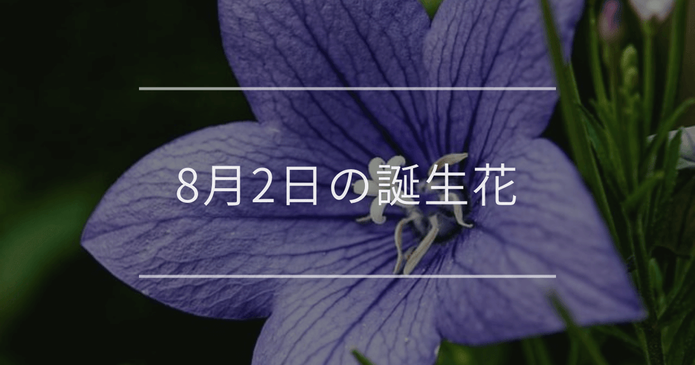 8月2日の誕生花：キキョウ・カンナの花言葉など