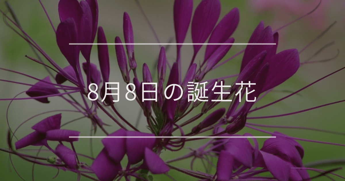 8月8日の誕生花：クレオメ・アンスリウムの花言葉など | 観葉植物 ...